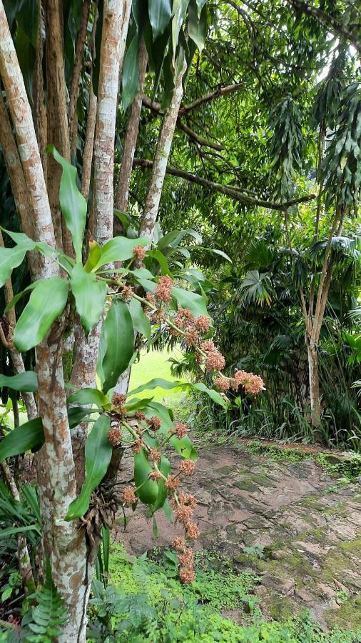 Sitio Alto Da Montanha - Voce Em Paz Com A Natureza Pacoti Zewnętrze zdjęcie